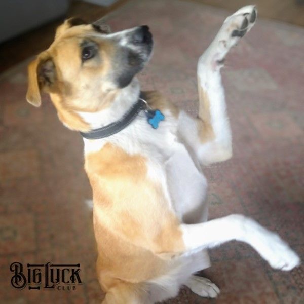 Jesse - Therapy Dog w/Pet Partners, a Adopted mixed breed in Cottonwood, AZ image 4/8