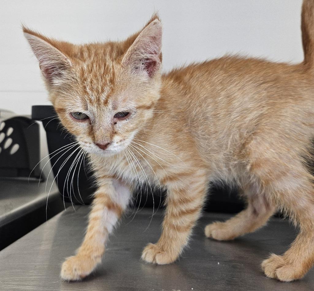 Cheeto, Adopted, Young Male Domestic Short Hair.