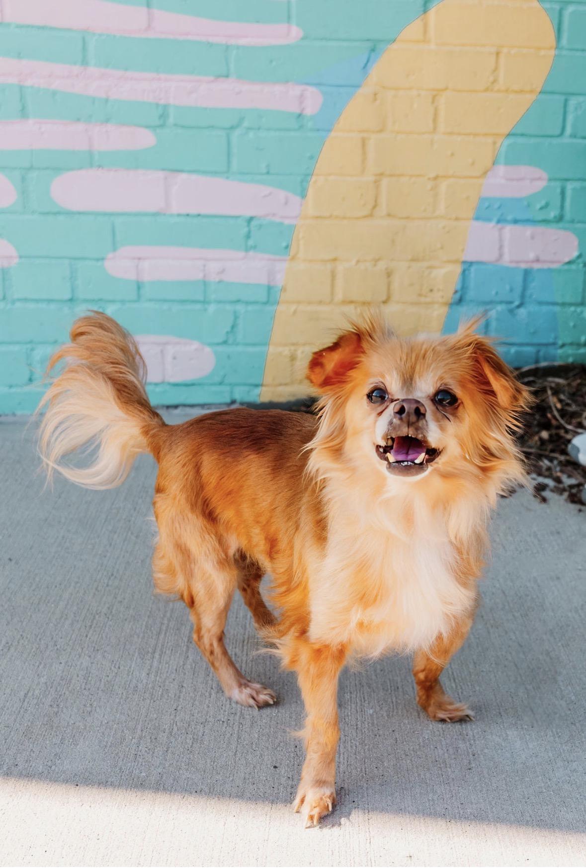 Ingrid, ADOPTABLE, Senior Female Chihuahua.