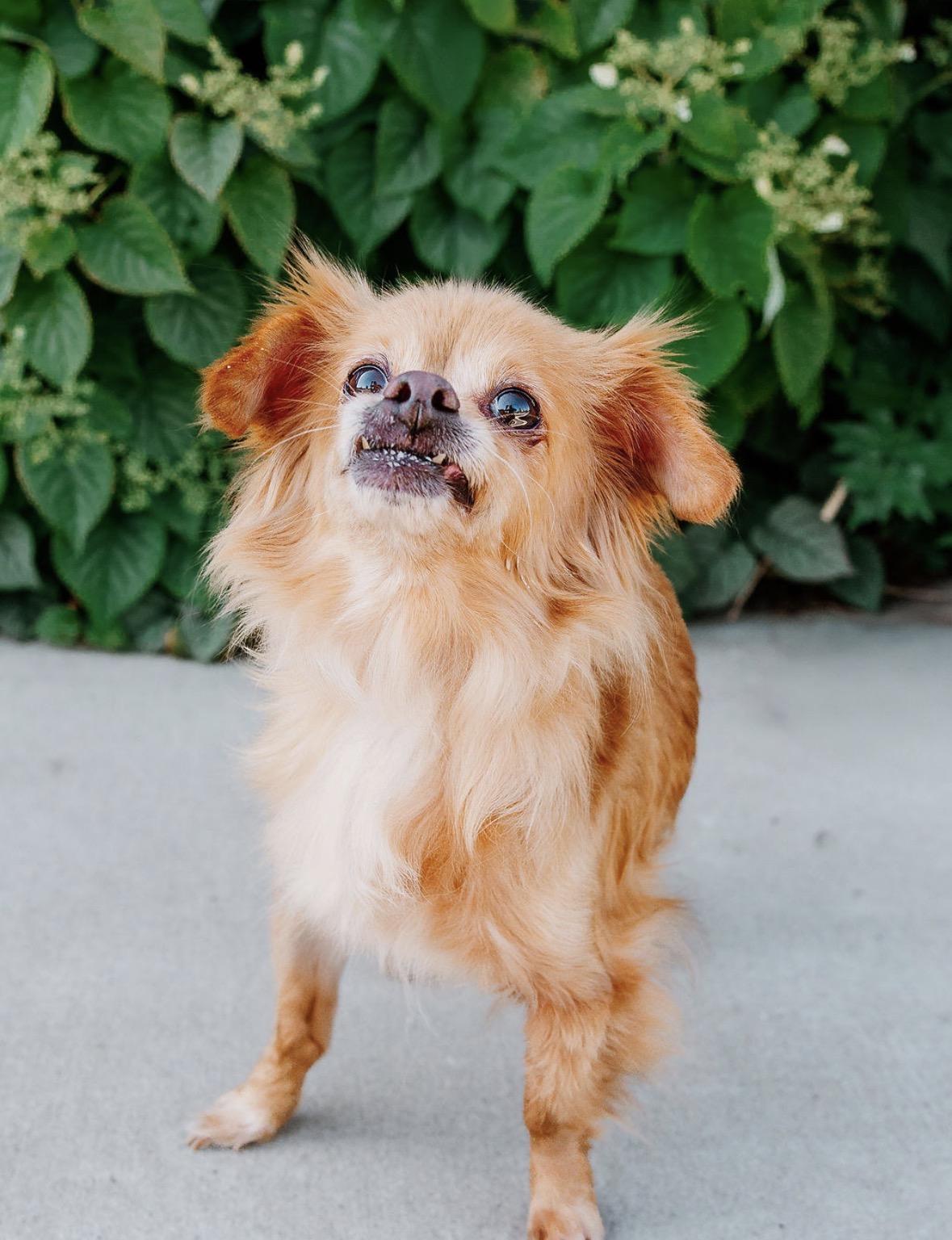 Enlarge Ingrid, a ADOPTABLE mixed breed in Charlotte, NC image 2/5