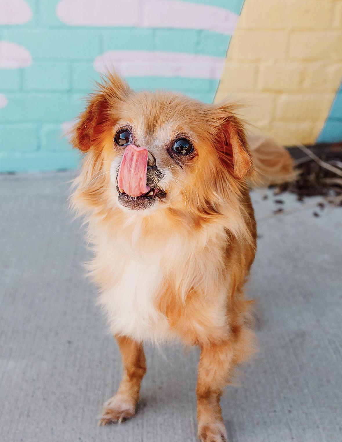 Enlarge Ingrid, a ADOPTABLE mixed breed in Charlotte, NC image 4/5