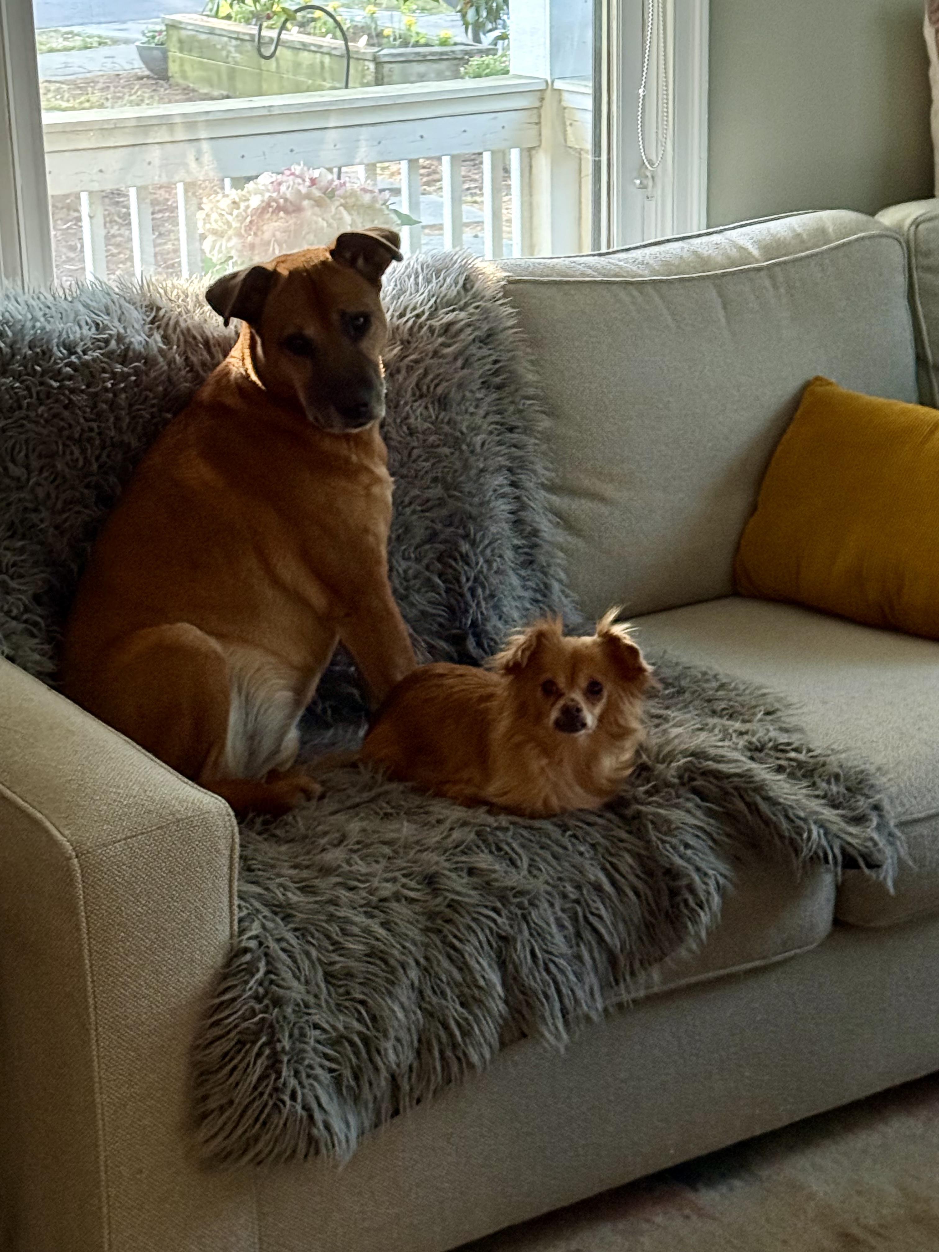 Enlarge Ingrid, a ADOPTABLE mixed breed in Charlotte, NC image 3/5