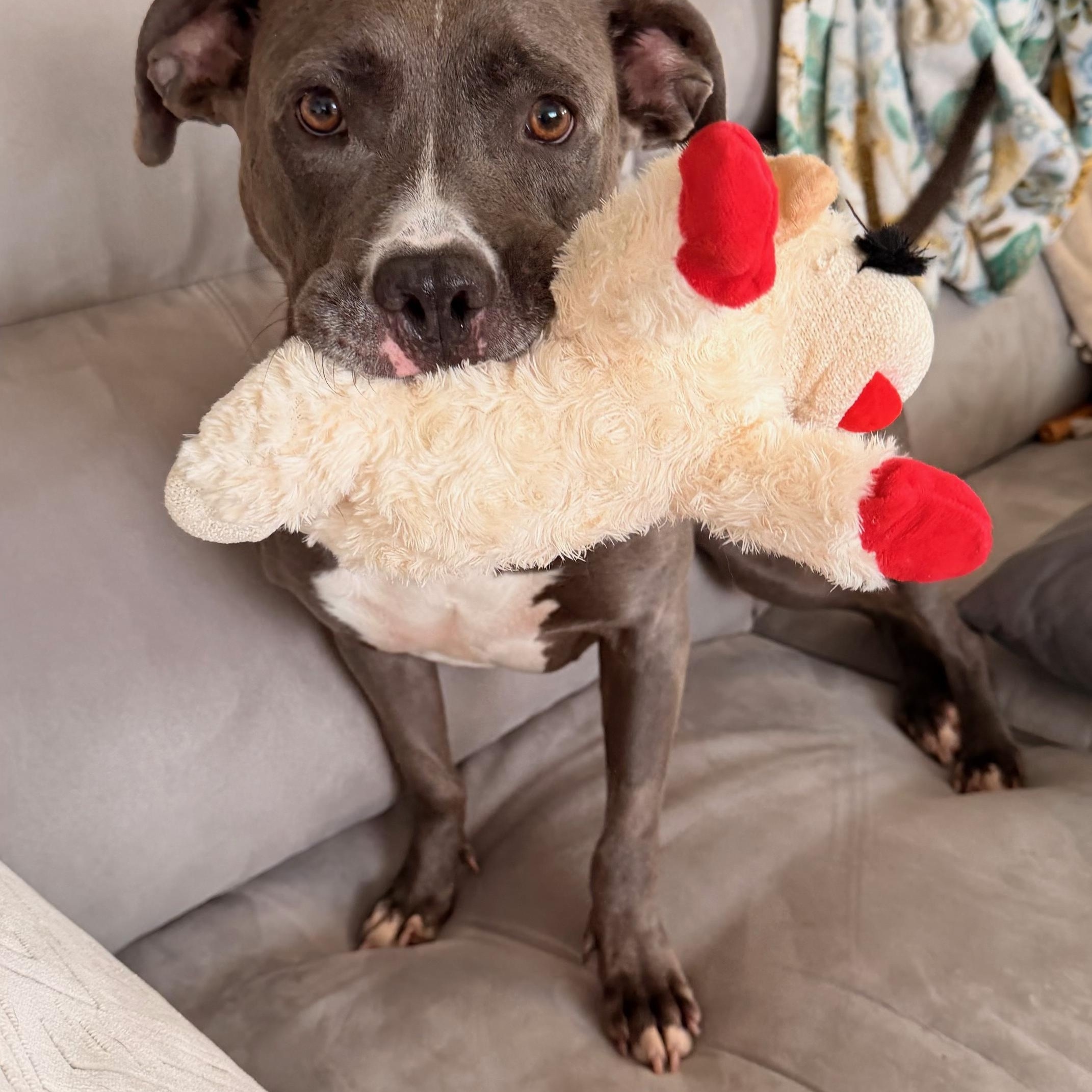 Enlarge ROXANNE, a Adoptable mixed breed in Portland , OR image 1/6