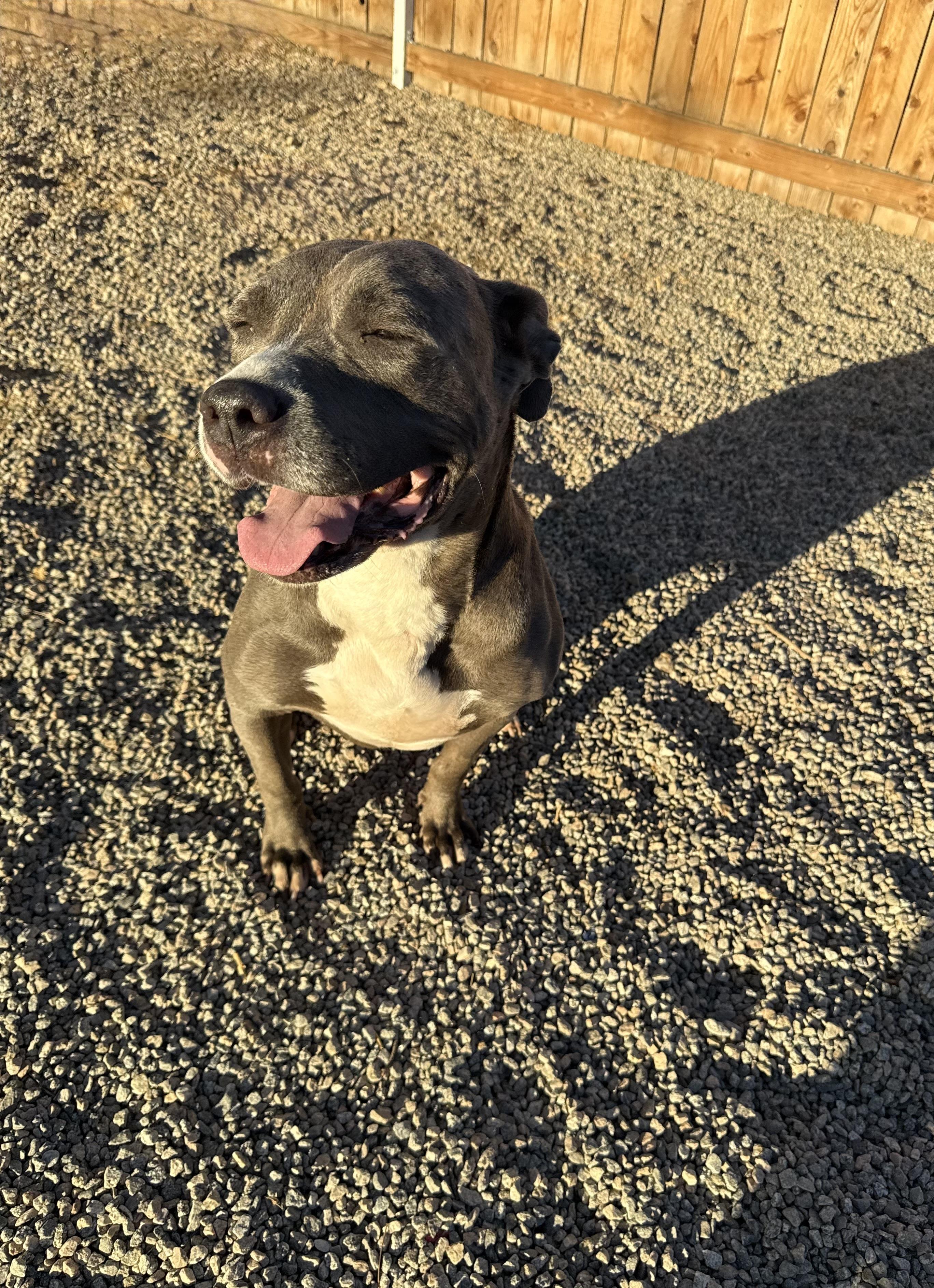 Enlarge ROXANNE, a Adoptable mixed breed in Portland , OR image 5/6