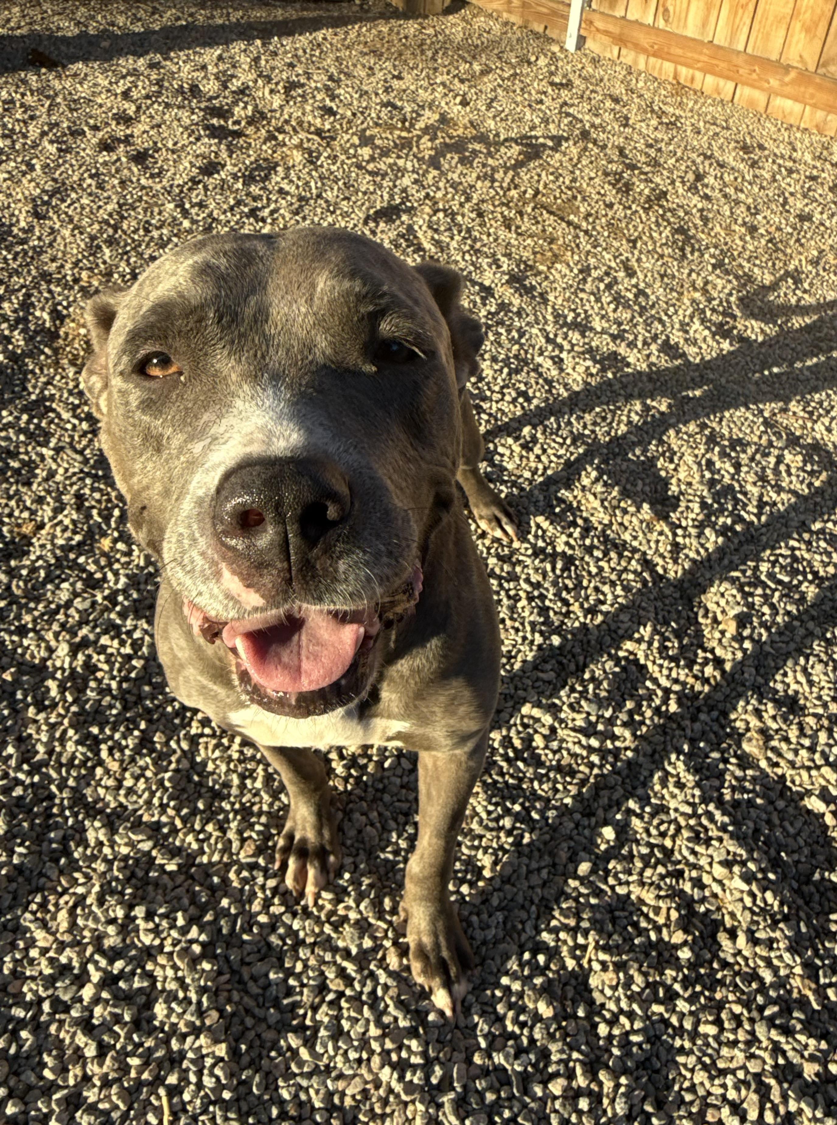 Enlarge ROXANNE, a Adoptable mixed breed in Portland , OR image 6/6
