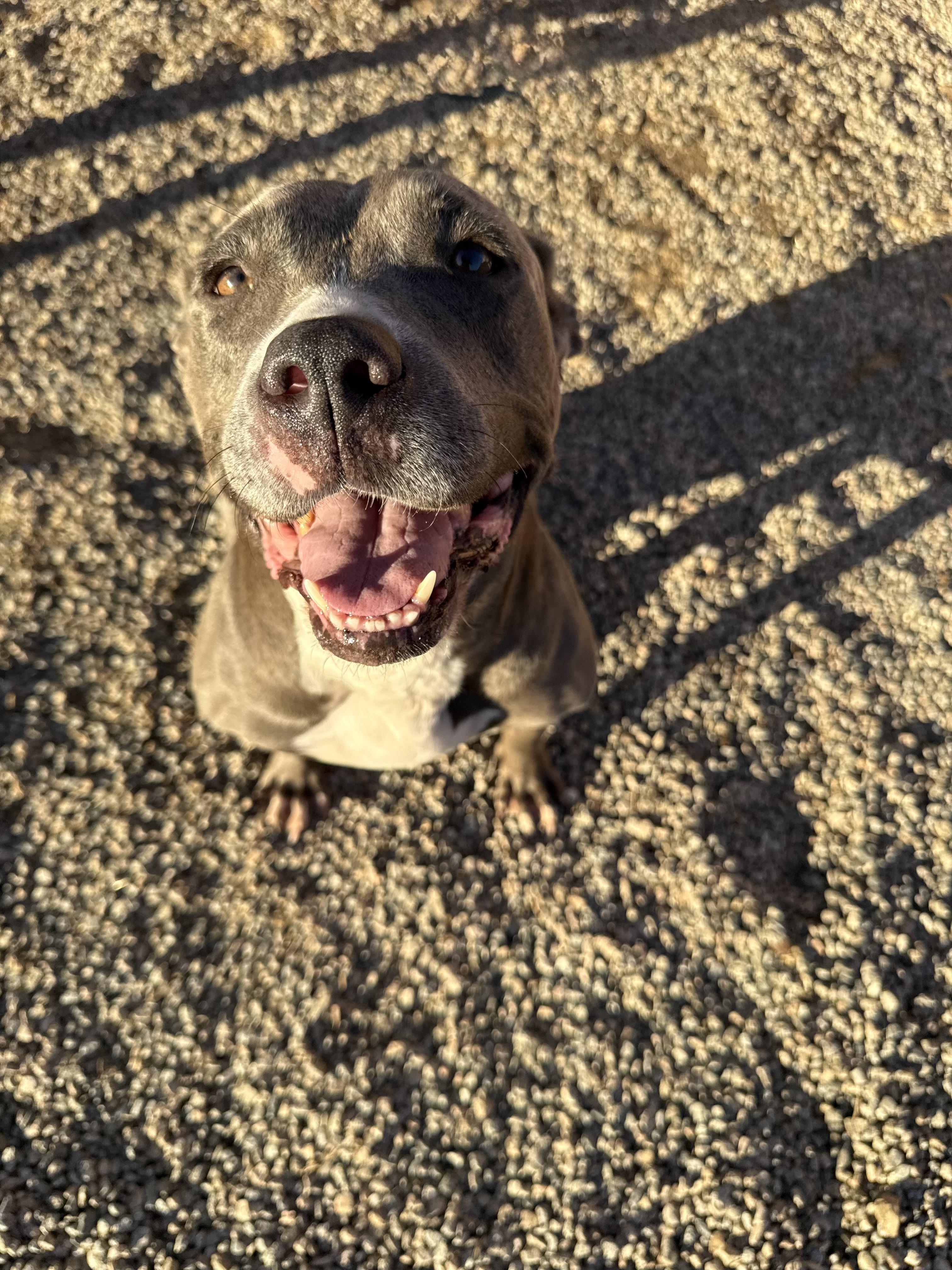 Enlarge ROXANNE, a Adoptable mixed breed in Portland , OR image 2/6