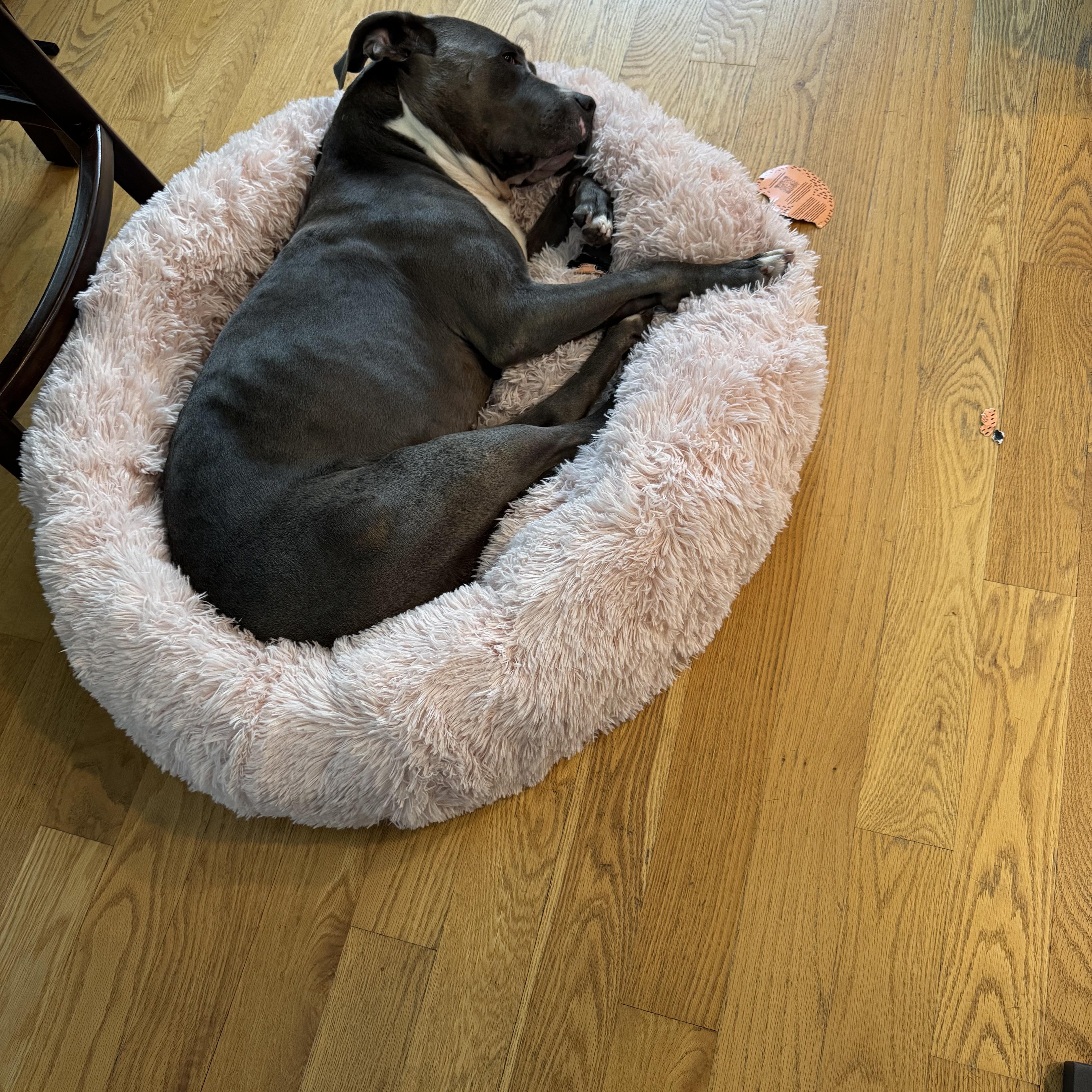Enlarge ROXANNE, a Adoptable mixed breed in Portland , OR image 4/6