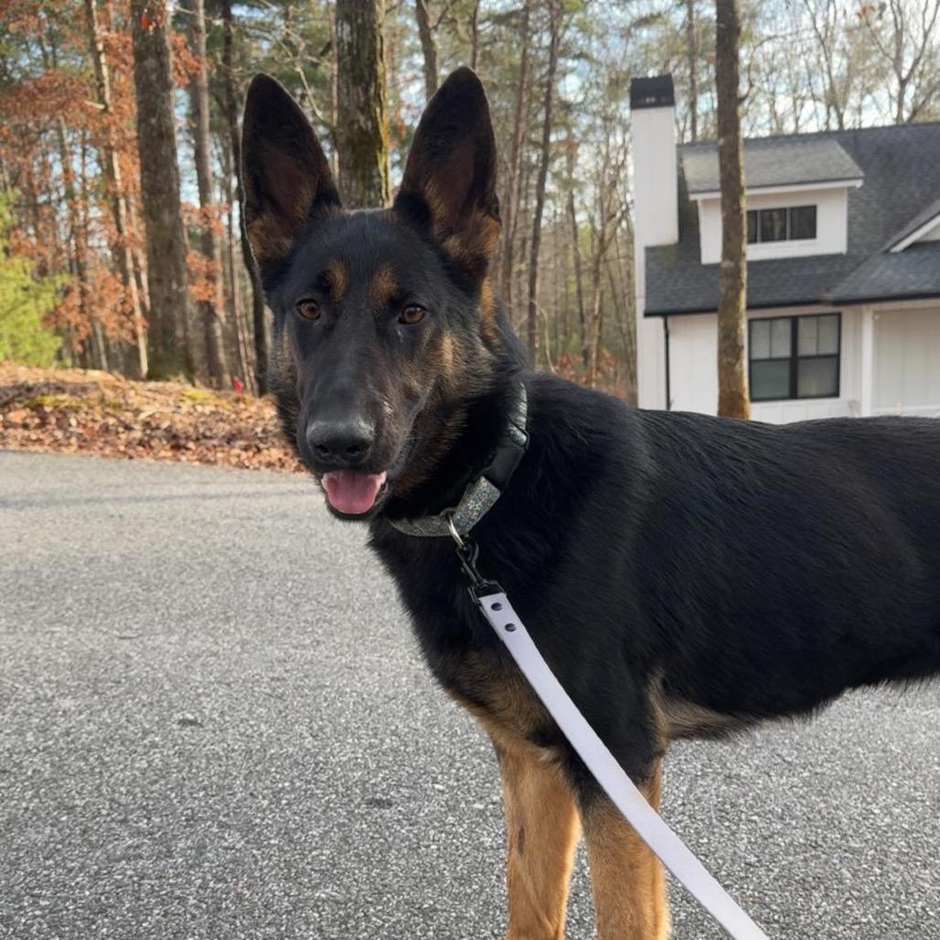 Lyraa, Adoptable, Young Female German Shepherd Dog & Belgian Shepherd / Malinois.