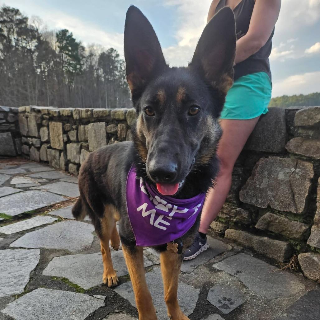 Lyraa, a Adoptable mixed breed in Griffin, GA image 2/2