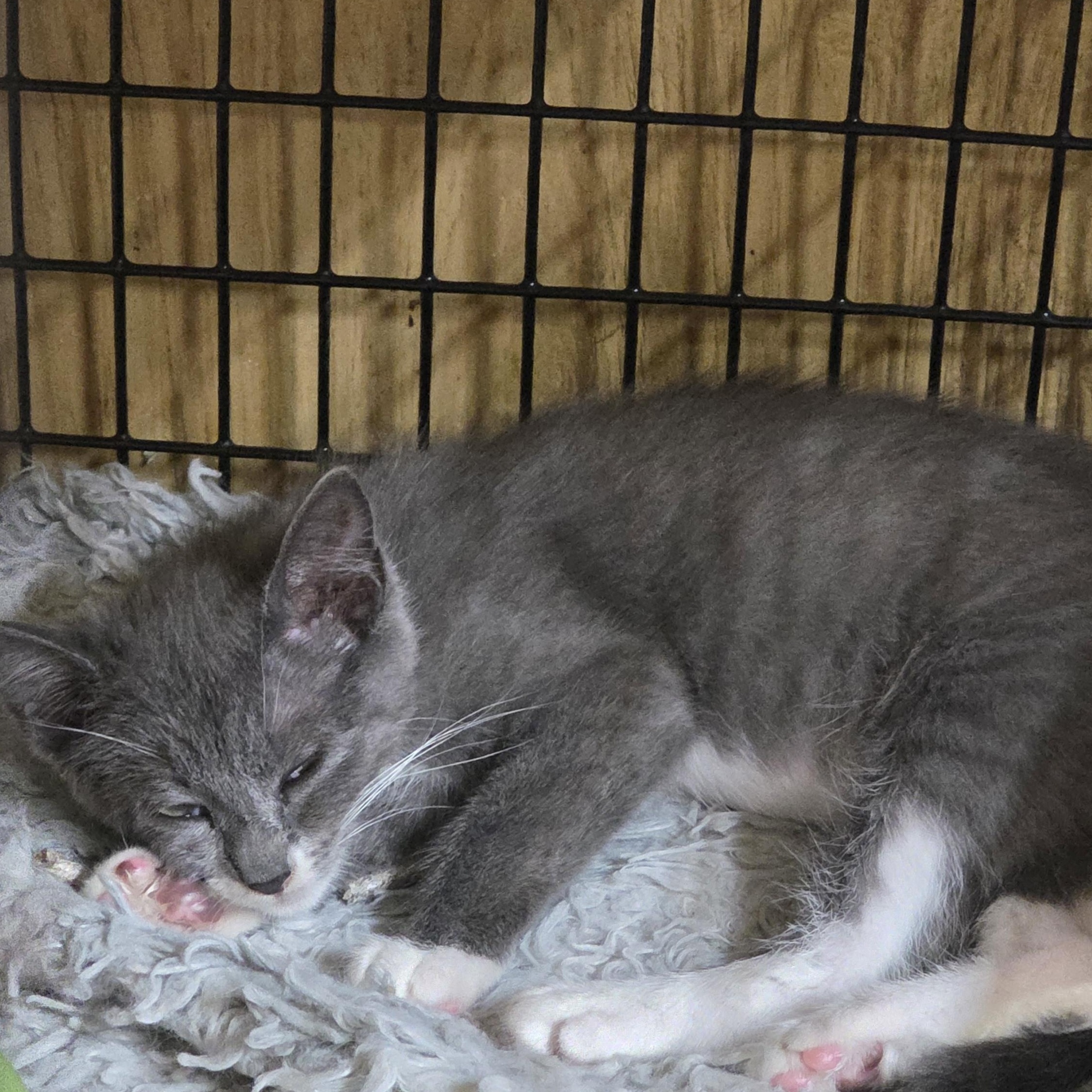 Lilly, adopted, Kitten Female Domestic Short Hair.