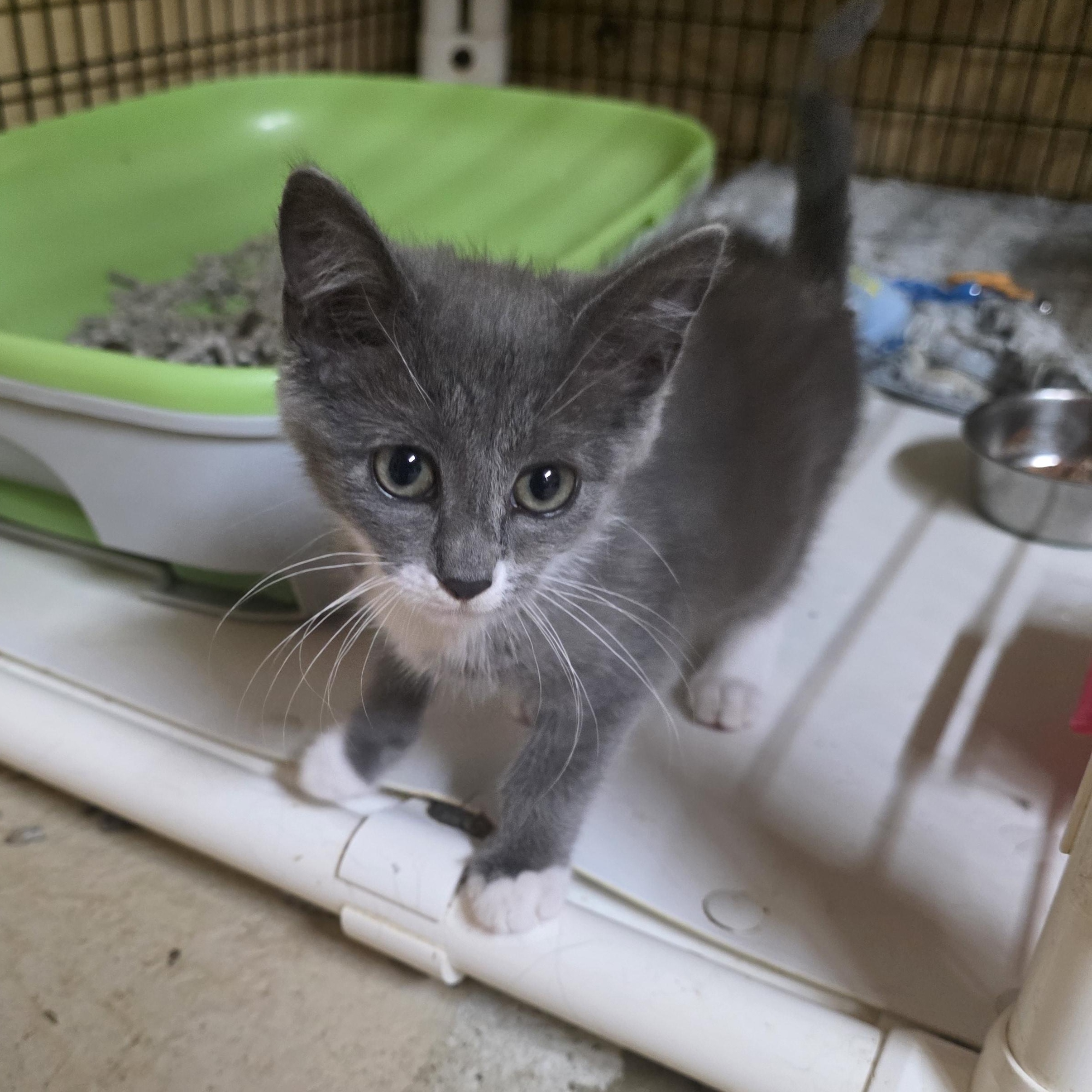 Enlarge Lilly, an adopted Domestic Short Hair in Johnson City, NY image 2/2