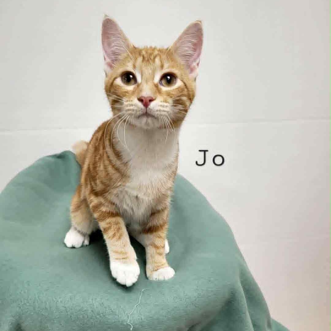 Enlarge Jo, a Adoptable Tabby in Rushville, IL image 1/1