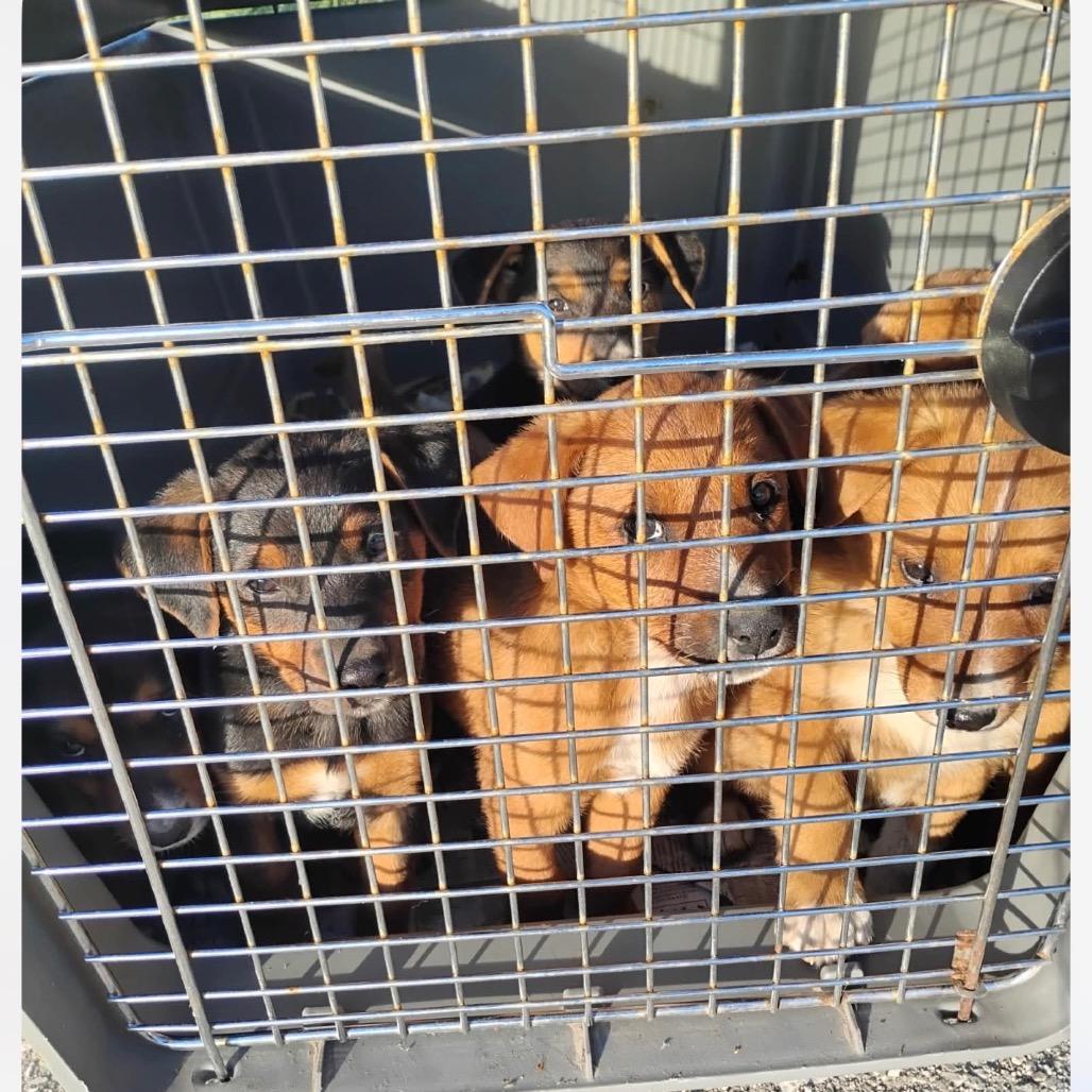 Tug, Adoptable, Puppy Female Mixed Breed.