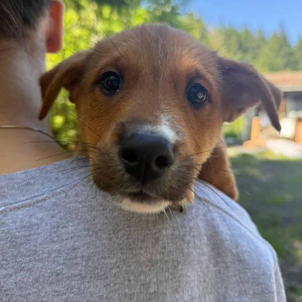 Tug, a Adoptable Mixed Breed in Tacoma, WA image 3/6