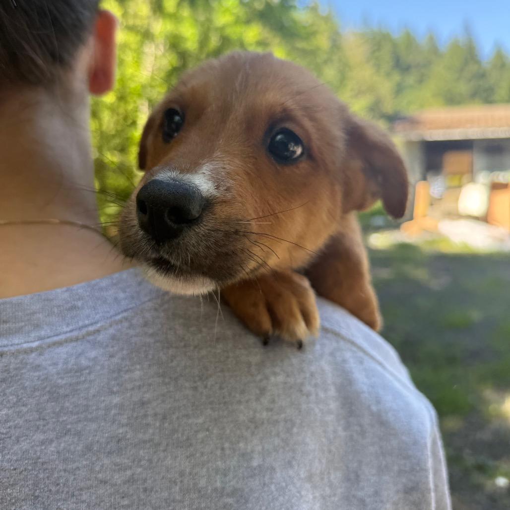Tug, a Adoptable Mixed Breed in Tacoma, WA image 6/6