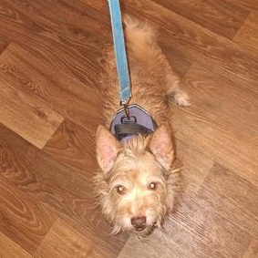 Enlarge Billy, an adopted Terrier in Indianapolis, IN image 3/6