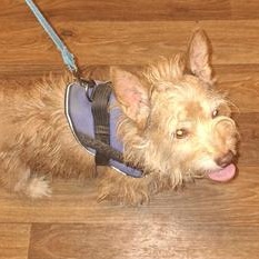 Enlarge Billy, an adopted Terrier in Indianapolis, IN image 1/6