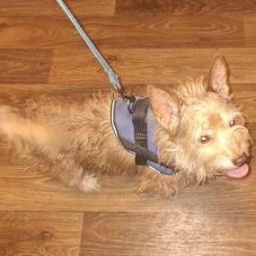 Enlarge Billy, an adopted Terrier in Indianapolis, IN image 2/6