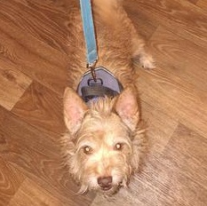 Enlarge Billy, an adopted Terrier in Indianapolis, IN image 4/6