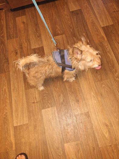 Enlarge Billy, an adopted Terrier in Indianapolis, IN image 6/6