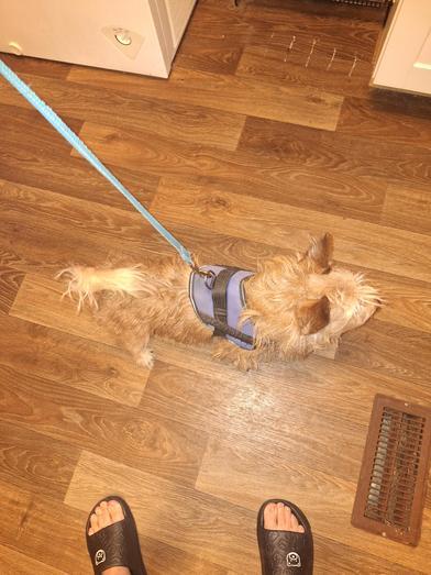 Enlarge Billy, an adopted Terrier in Indianapolis, IN image 5/6