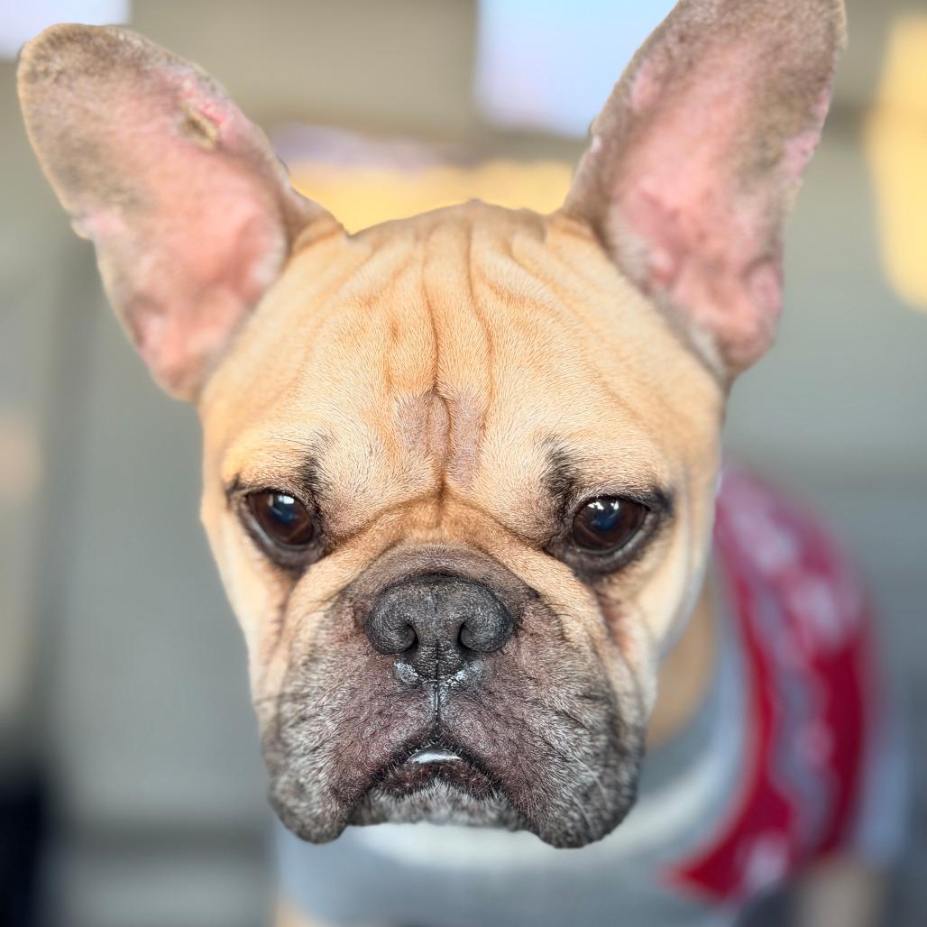 Teddy, Adoptable, Adult Male French Bulldog.