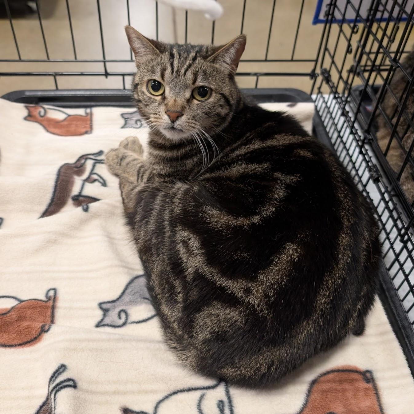 Koda, Adoptable, Adult Female Domestic Short Hair & Tabby.