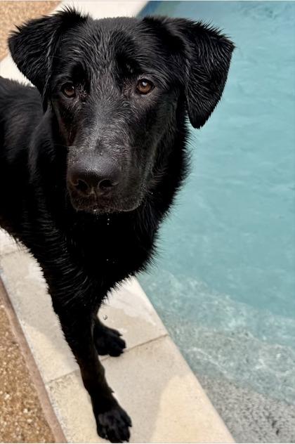 Hopper, Adoptable, Adult Male Mixed Breed & Mixed Breed.