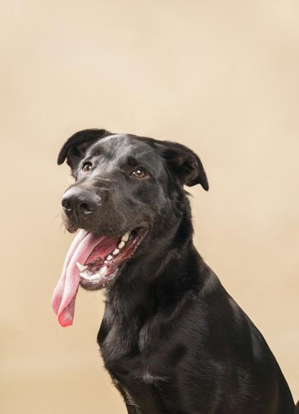 Hopper, a Adoptable mixed breed in Fort Worth, TX image 1/3