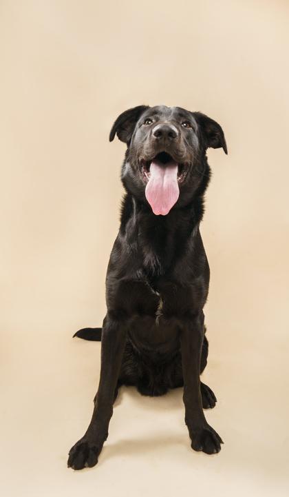 Enlarge Hopper, a Adoptable mixed breed in Fort Worth, TX image 2/3