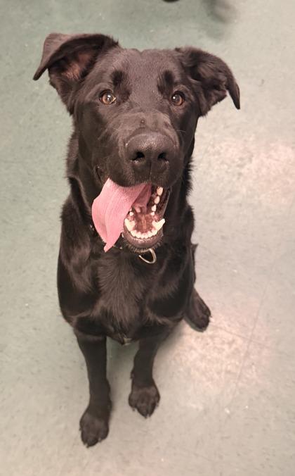 Hopper, a Adoptable mixed breed in Fort Worth, TX image 2/3