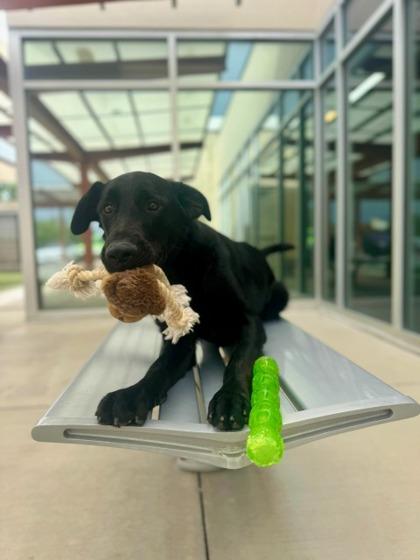 Hopper, a Adoptable mixed breed in Fort Worth, TX image 3/3