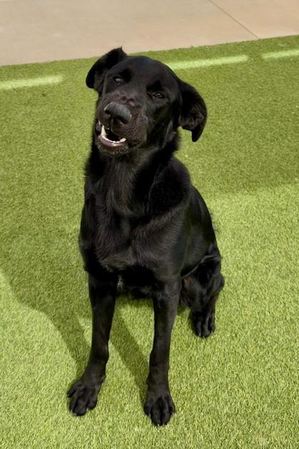 Enlarge Hopper, a Adoptable mixed breed in Fort Worth, TX image 3/3