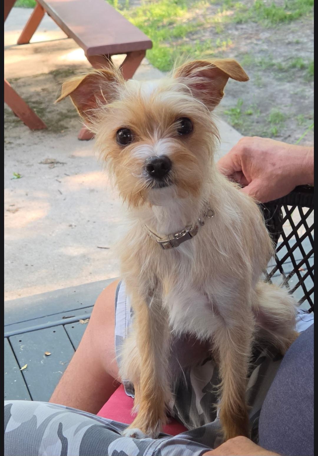 Precious, a ADOPTABLE mixed breed in Jamestown, ND image 2/4