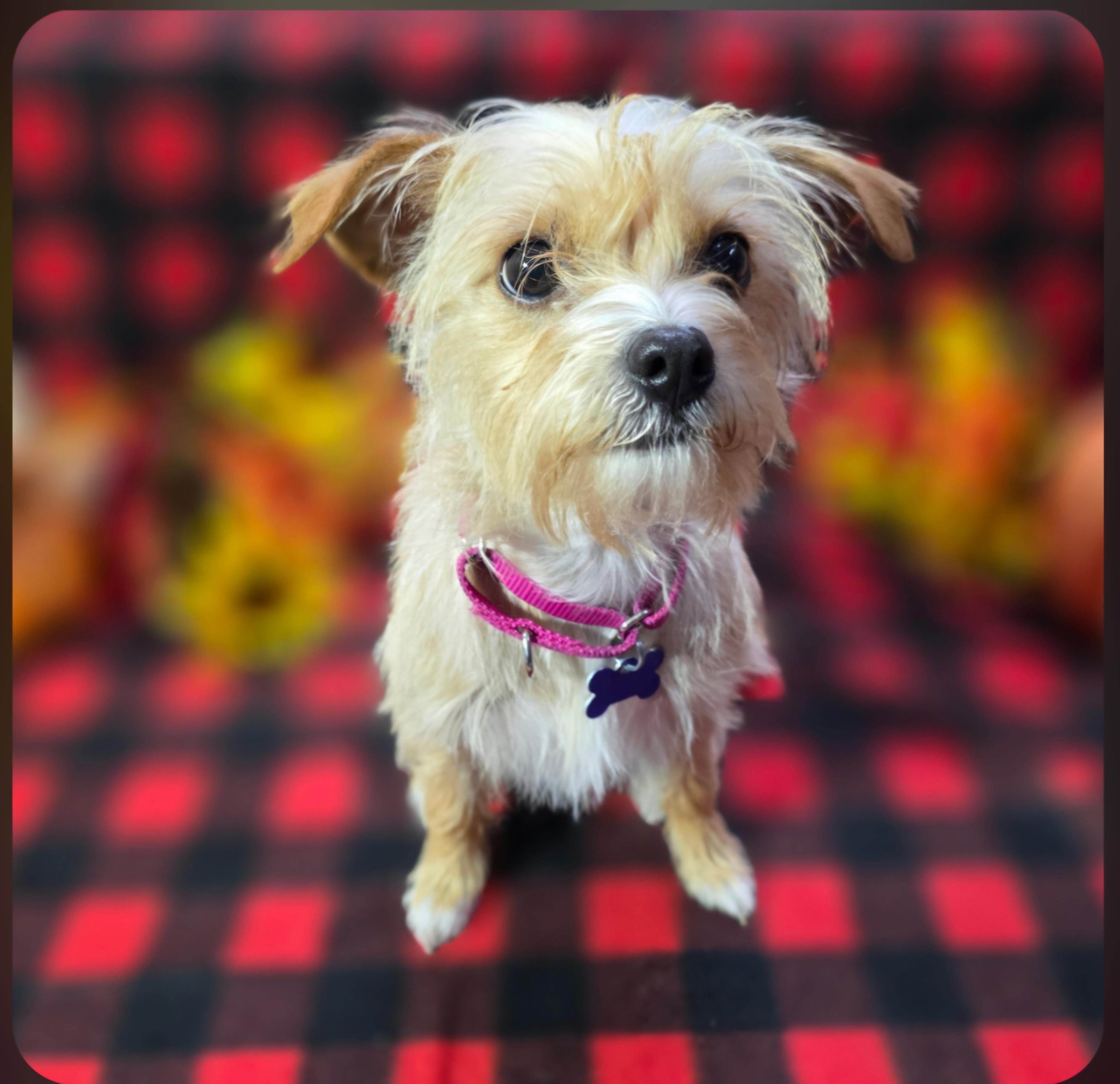 Enlarge Precious, a Adoptable mixed breed in Jamestown, ND image 2/6
