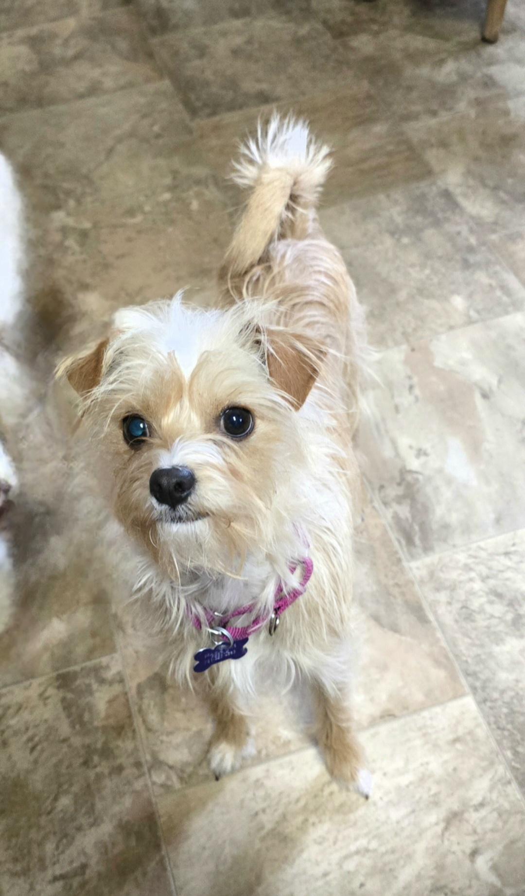 Enlarge Precious, a Adoptable mixed breed in Jamestown, ND image 2/6