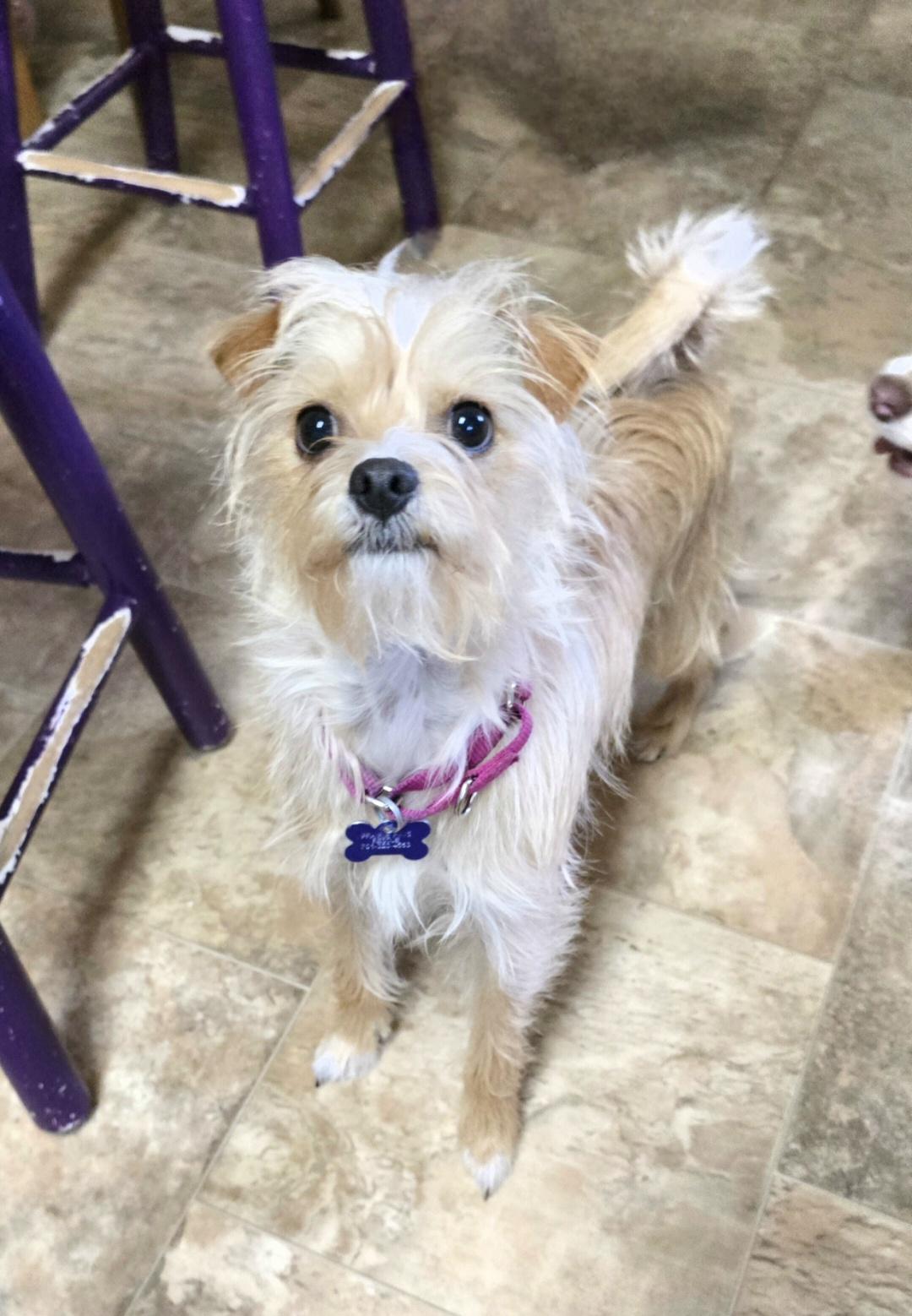 Enlarge Precious, a Adoptable mixed breed in Jamestown, ND image 4/6