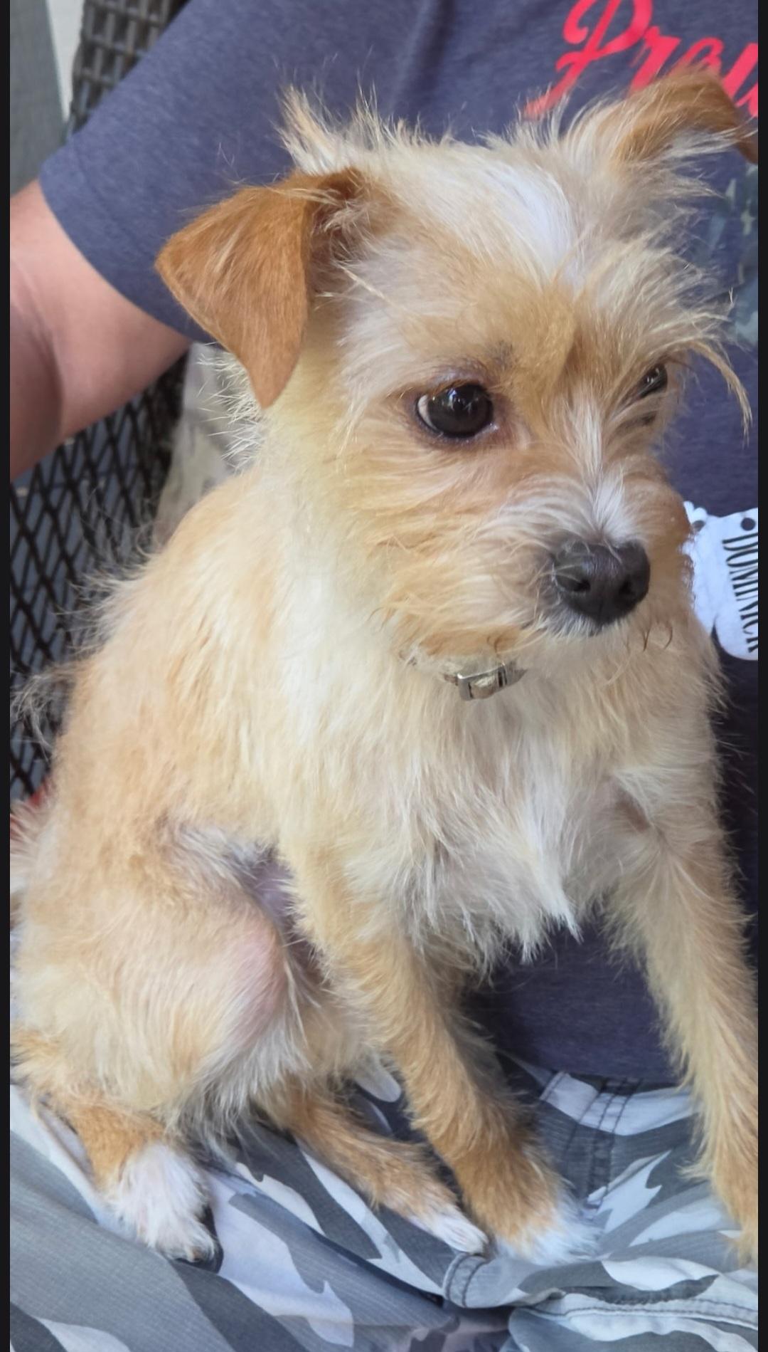 Precious, a ADOPTABLE mixed breed in Jamestown, ND image 3/4