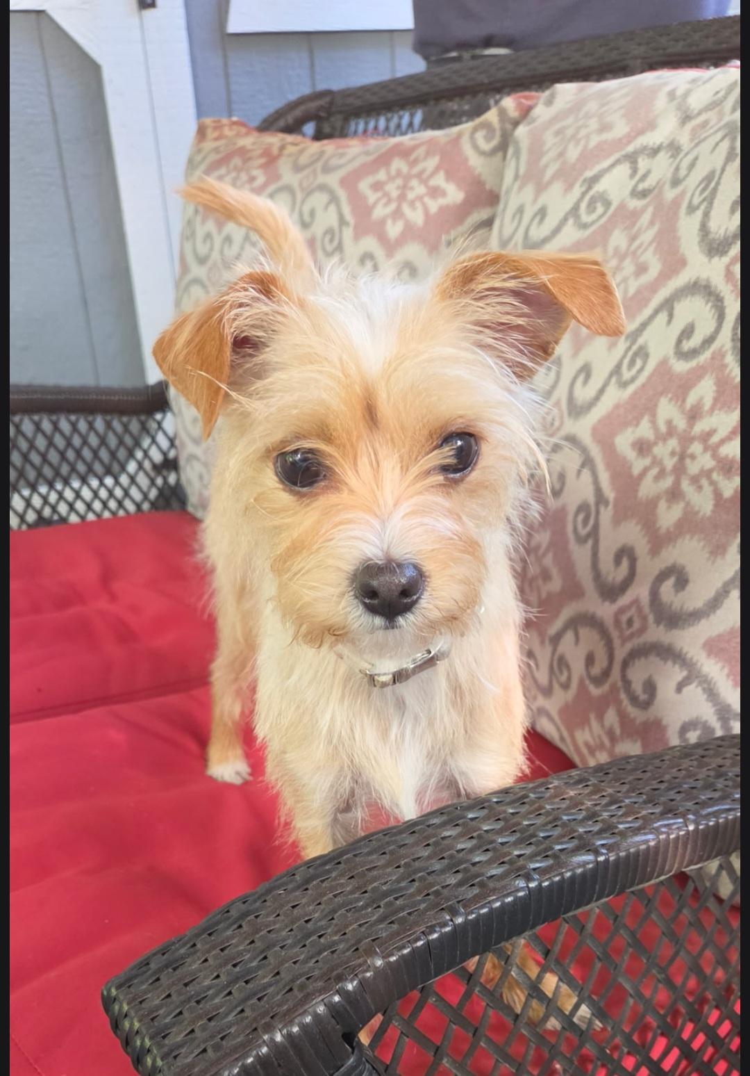 Precious, ADOPTABLE, Adult Female Terrier.