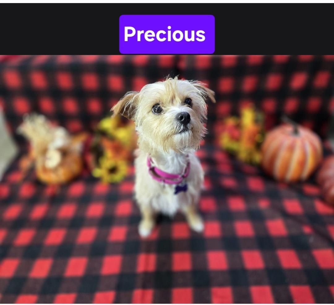 Precious, Adoptable, Adult Female Terrier.