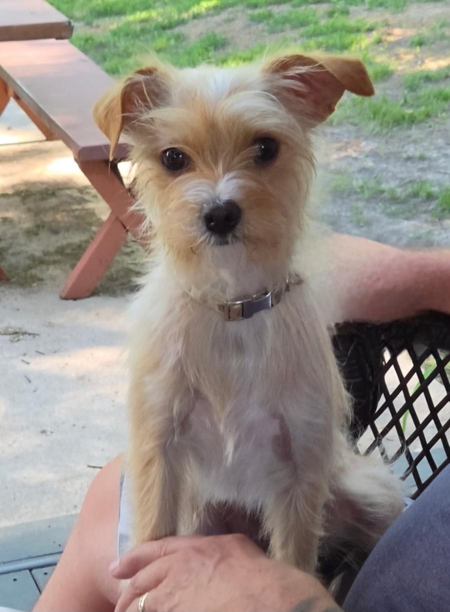 Precious, a ADOPTABLE mixed breed in Jamestown, ND image 4/4