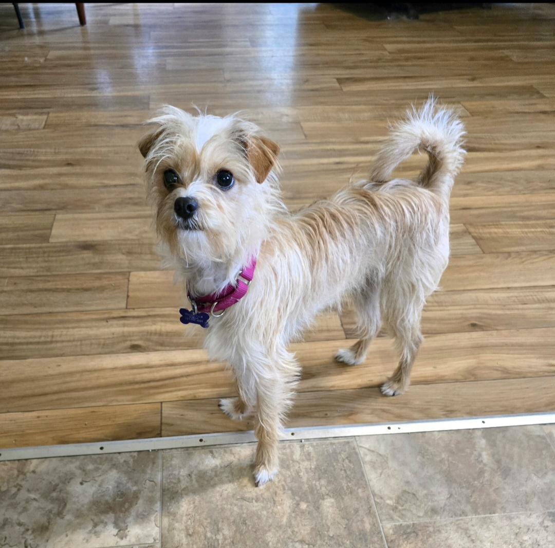 Enlarge Precious, a Adoptable mixed breed in Jamestown, ND image 3/6