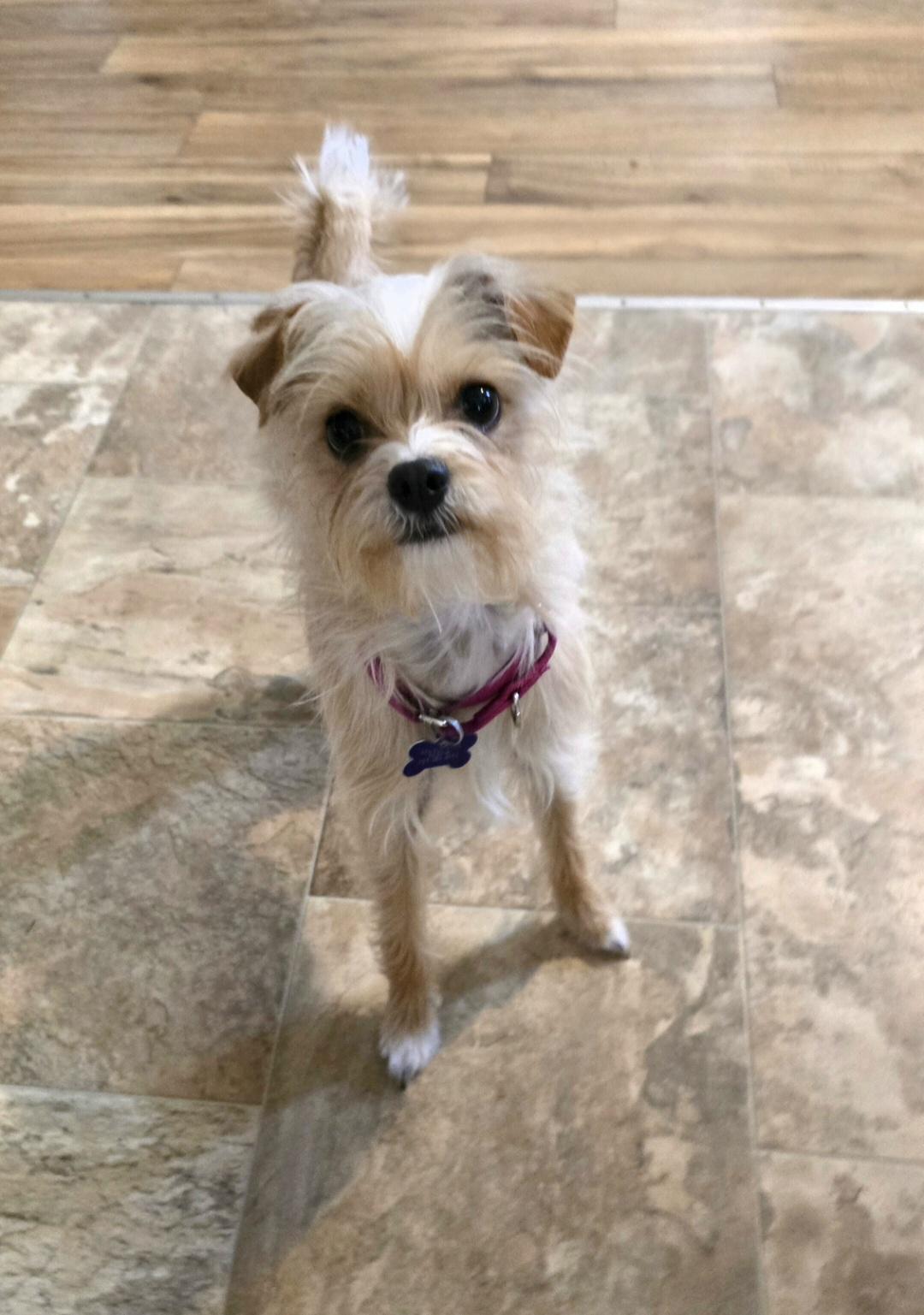 Enlarge Precious, a Adoptable mixed breed in Jamestown, ND image 1/6