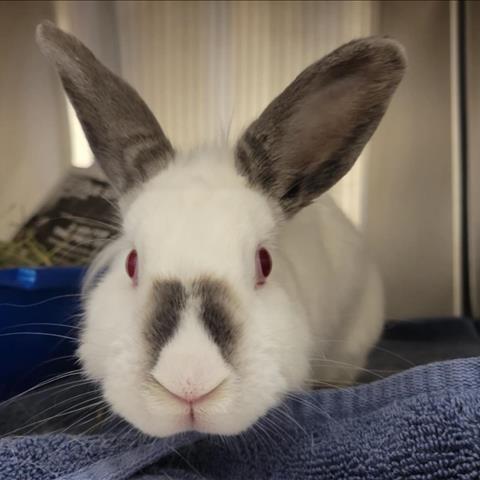 Little Debbie, Adoptable, Adult Female Lionhead & Himalayan.