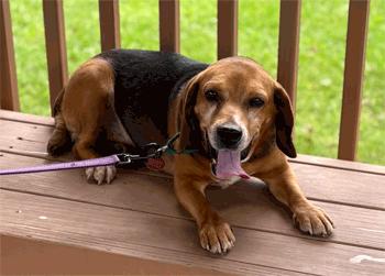 Enlarge Spike, a Adoptable Beagle in West Decatur, PA image 2/5