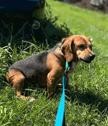 Enlarge Spike, a Adoptable Beagle in West Decatur, PA image 4/5