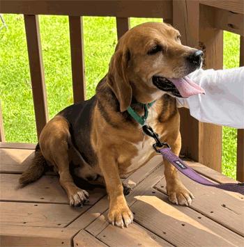 Spike, Adoptable, Adult Male Beagle.