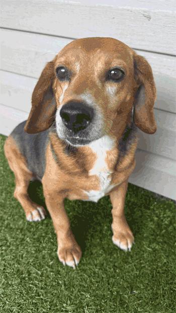 Enlarge Spike, a Adoptable Beagle in West Decatur, PA image 3/5