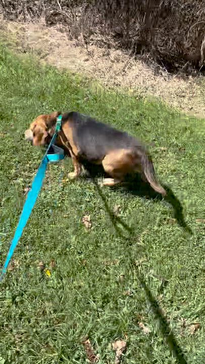 Enlarge Spike, a Adoptable Beagle in West Decatur, PA video 5/5