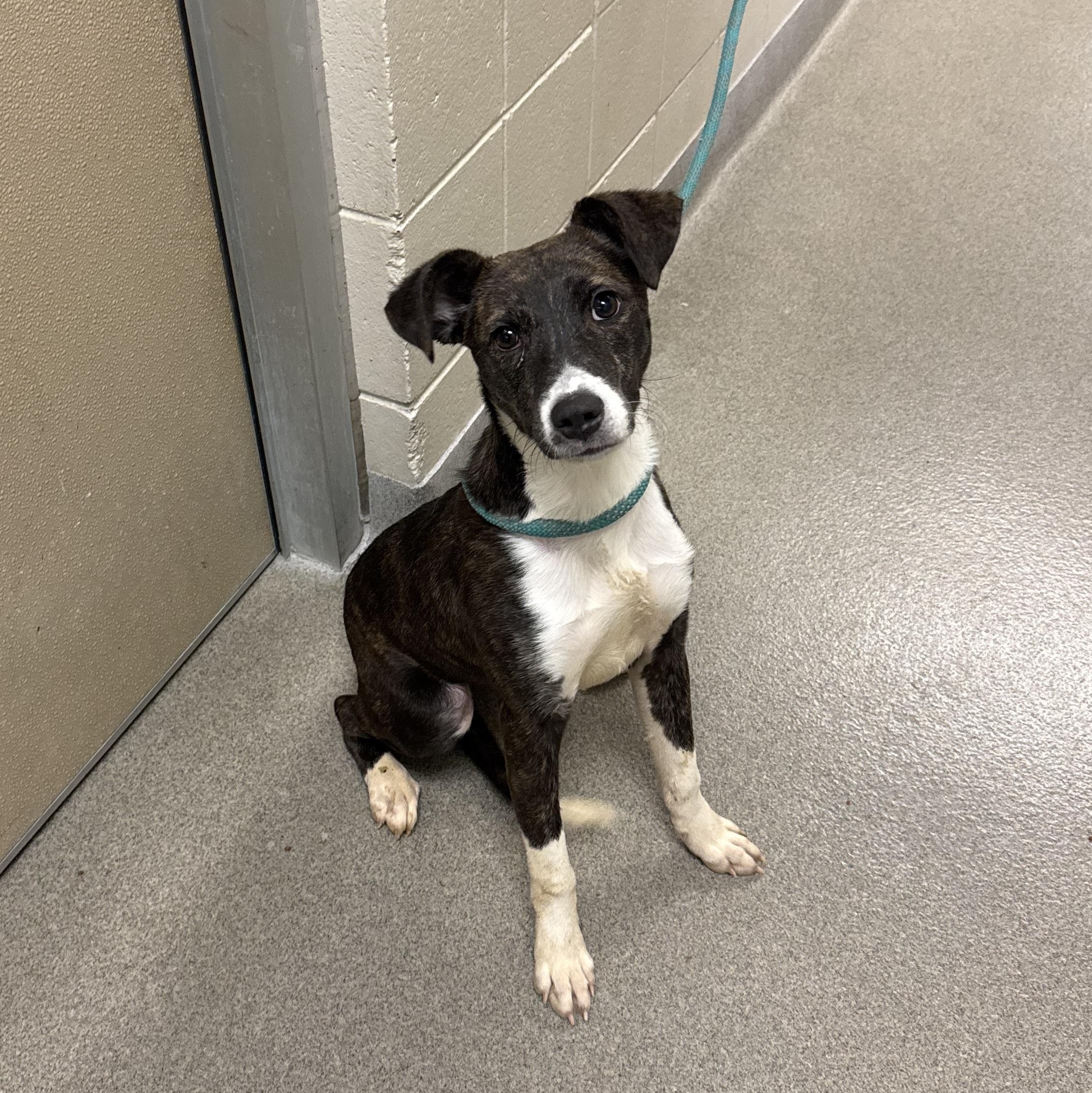 Koai , adopted, Adult Female Terrier.